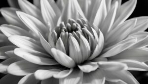 Mindful Photography