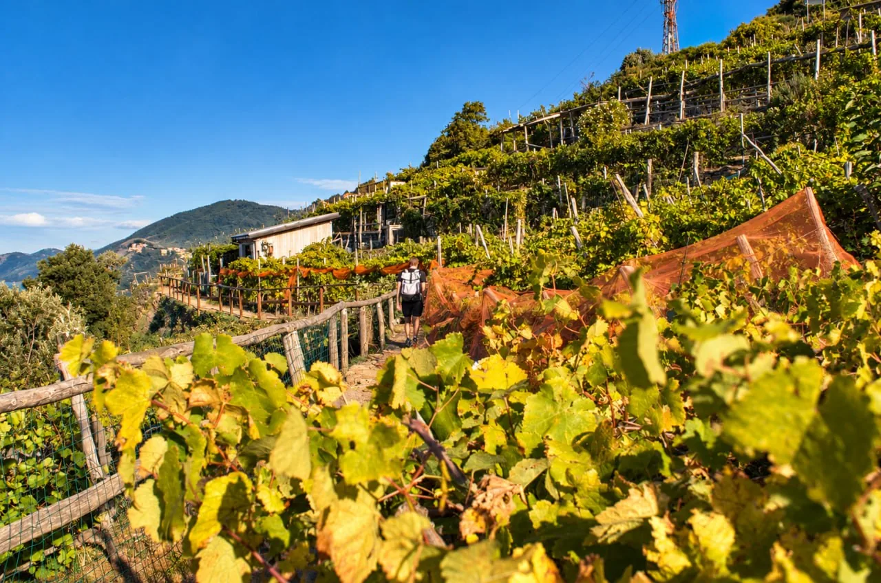 Fenced Vineyard Trail J Photo A Backpacked Walker Follows A Narrow Vineyard Path Beside A Wooden Railing And Orange Netting.