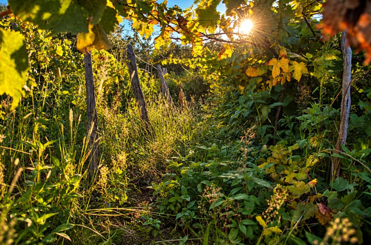 Morning Light Vine Leaves J Photo Sunlight Shines Through Grape Leaves Above Grasses And Wooden Vineyard Posts.