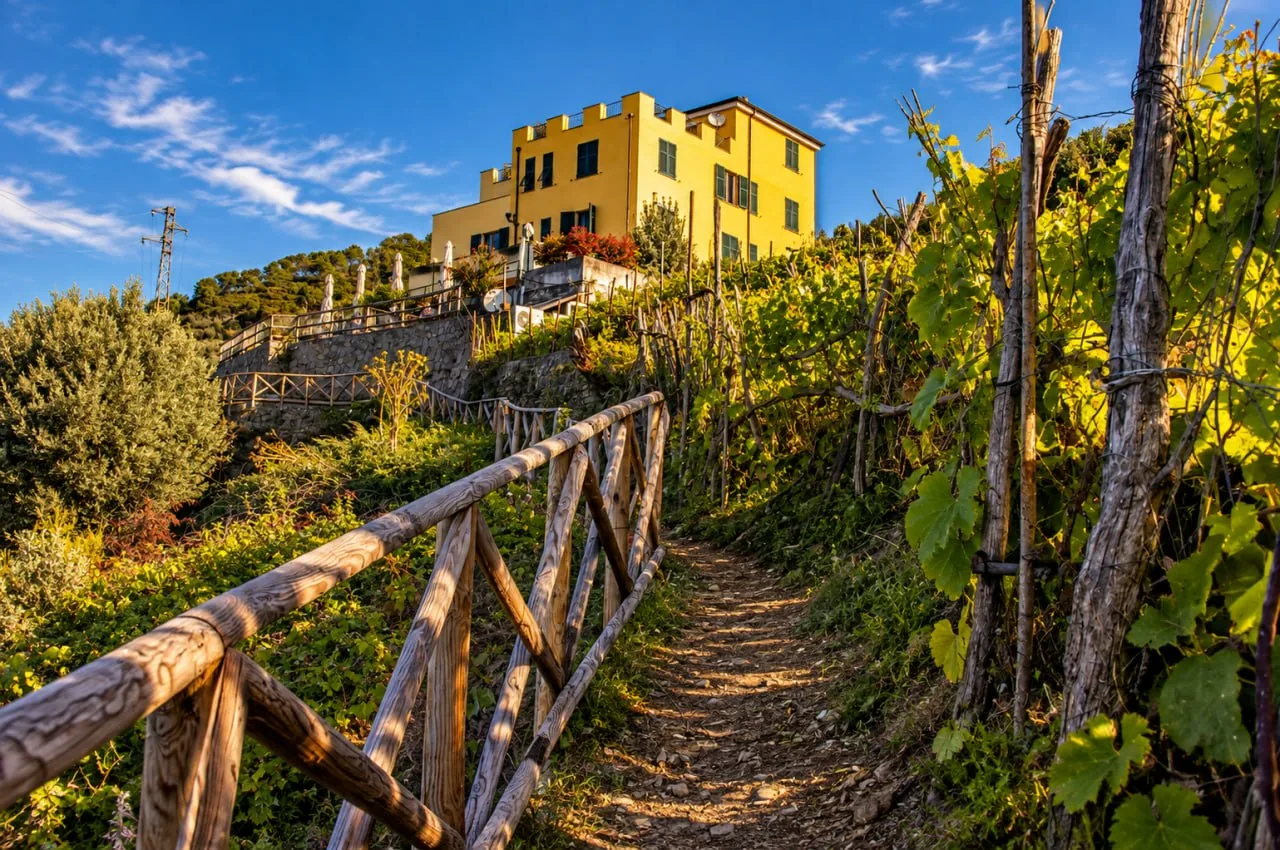 Vineyard Path Yellow Building J Photo A Dirt-And-Stone Path Leads Through Vines Toward A Yellow Building And A Terrace With Closed Umbrellas.